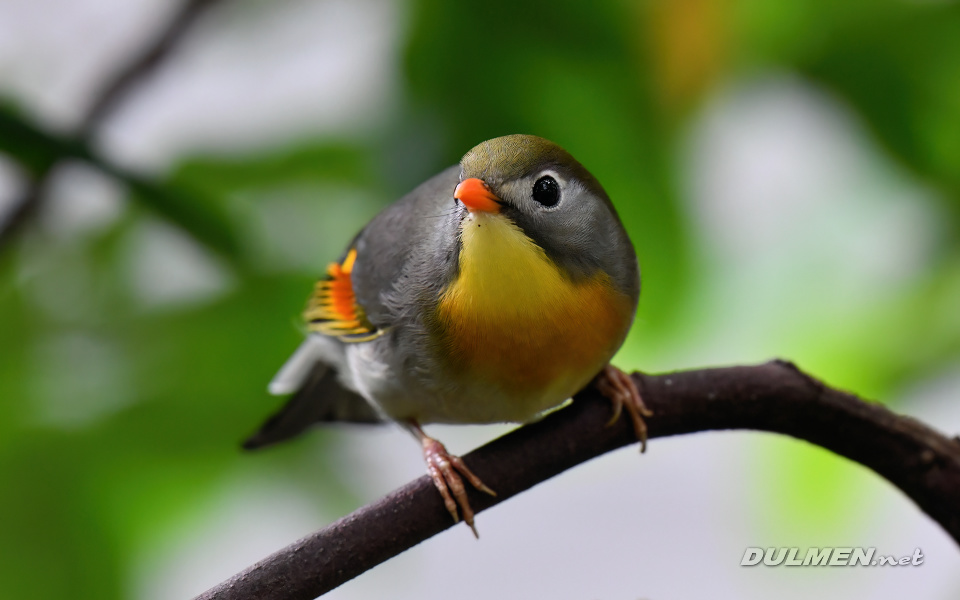 Red-Billed Leiothrix (Leiothrix lutea)